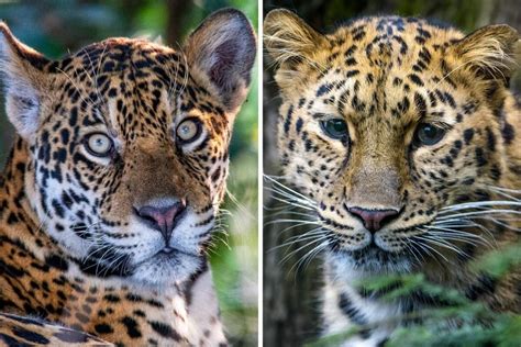 Différence Entre Un Jaguar Et Un Léopard - Diverses Différences