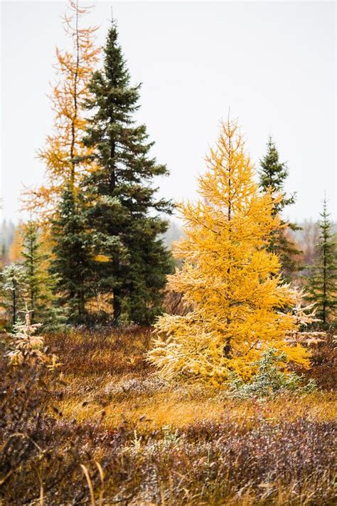 Autumn Tamarack Tree | Fall trees photography, Tree photography, Nature photography