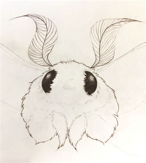 fluffy cute moth | Tumblr | Moth art, Cute moth, Cute animal drawings