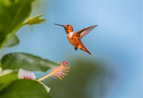 Pollination Hummingbird Images – Browse 2,879 Stock Photos, Vectors, and Video | Adobe Stock