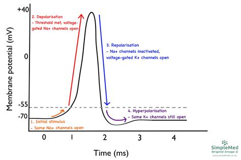 Action Potential Conduction Neurology Medbullets Step 1