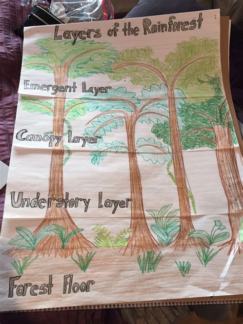 Layers Of The Rainforest Diagram Rainforest Activities Rainforest Classroom Rainforest Project ...