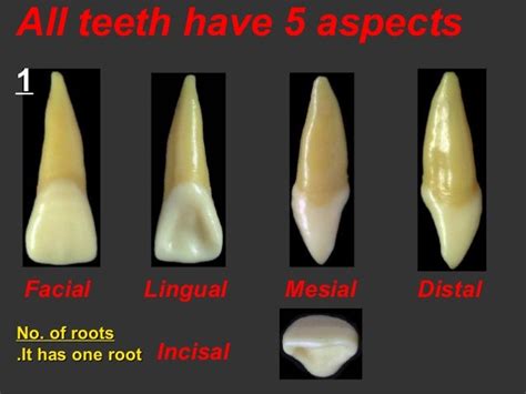 Anterior Teeth Anatomy