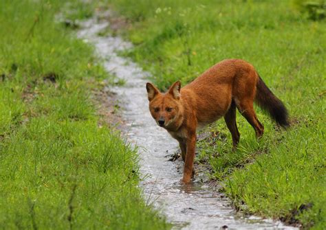 dhole cuon alpinus at karnataka in india anil #cuon alpinus #canidae #mammals e a r t h ...