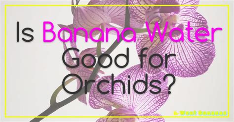 Is Banana Water Good For Orchids?