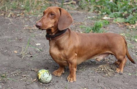 Dachshund Names - 300 Ideas For Naming Your Wiener Dog