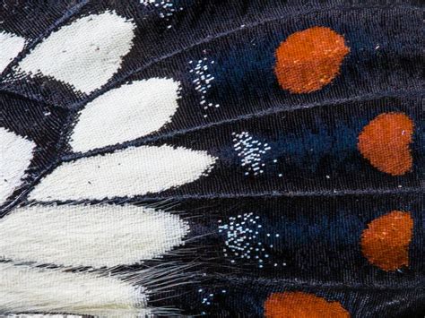 Lepidoptera wings | Smithsonian Photo Contest | Smithsonian Magazine