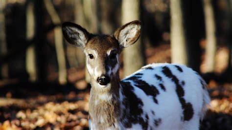 Hintergrundbilder : Wald, Hirsch, Tierwelt, Piebald Deer, Fauna ...