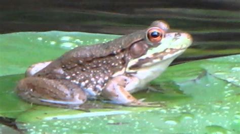 Frog on a Lily Pad - YouTube