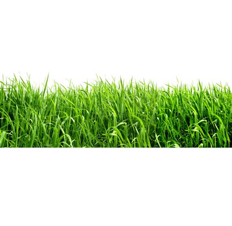 Grass Texture Seamless Png With Vibrant Details