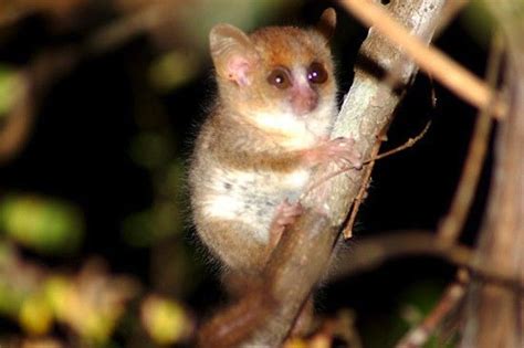 Madame Berthe’s Mouse Lemur/ Only 8,000 left, solely in Madagascar.So pretty! | Madagascar ...