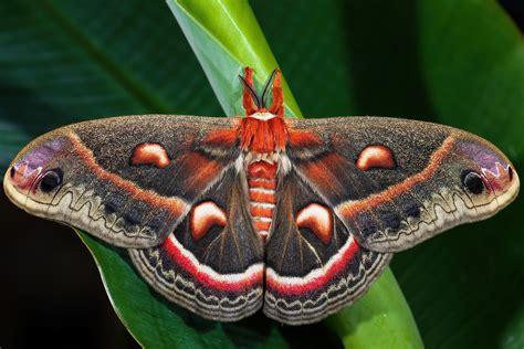 Discover The Largest Moth In North America - WorldAtlas