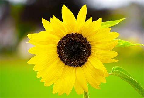 Yellow Sunflower in Close Up Photography | 5834x4000 resolution wallpaper