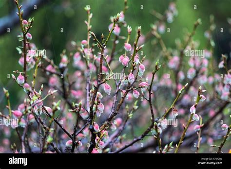 Cherry blossom in Jeju Norimae Park, Korea Stock Photo - Alamy