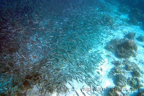 Snorkeling in Moalboal (Philippines) - opening hours, cost, how to get ...