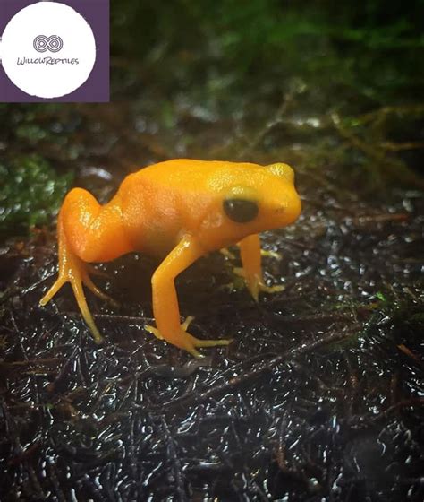 golden mantella frog - Affordable Willow Reptiles Online