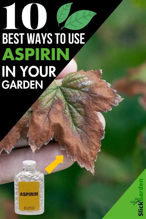 Aspirin: The Miracle For Your Garden You Never Knew About – Slick Garden