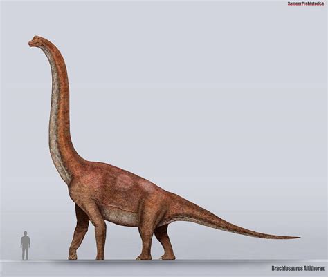 Brachiosaurus Size by SameerPrehistorica on DeviantArt