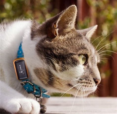 With this G-Paws Pet GPS Tracker, your friend can now monitor her cat's ...