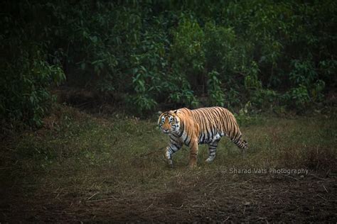 Top 5 Wildlife Conservation Schemes of India - Tiger Safari India Blog