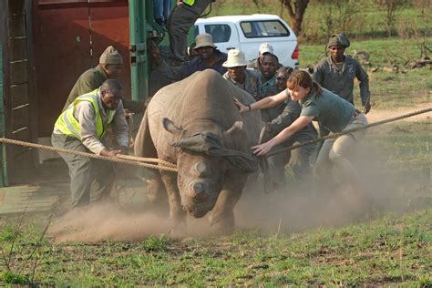 Babanango Game Reserve has achieved Big 5 status following an ambitious rewilding ...