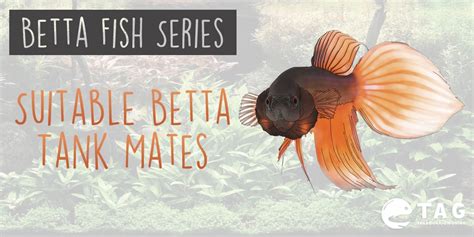 Betta Fish Series - Suitable Betta Tank Mates - The Aquarium Guide