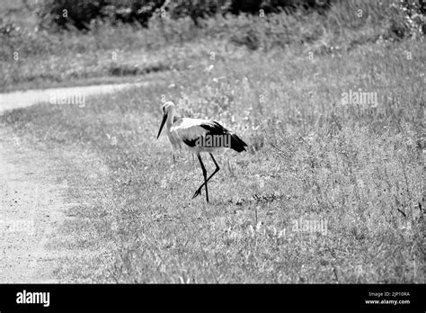 The beautiful nature of Latvia Stock Photo - Alamy