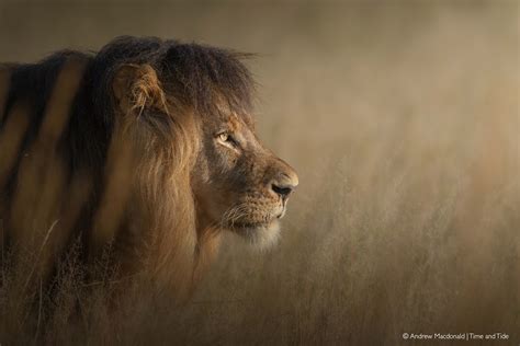 Vanishing lions – a 75% decline in Africa’s iconic predators in just five decades - Africa ...