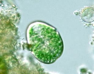 Protist Images: Gymnodinium aeruginosum