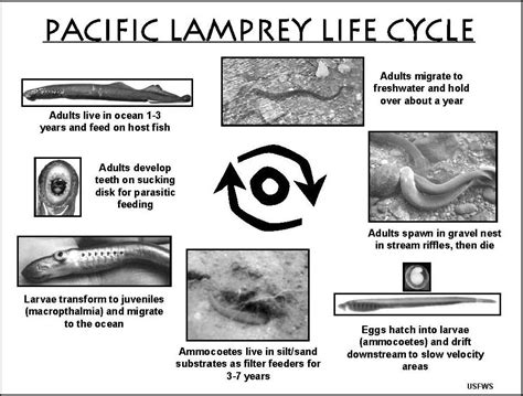 Pacific Lamprey