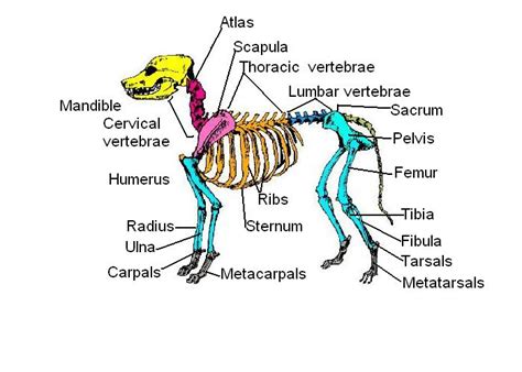 Skeleton Worksheet Answers - WikiEducator