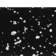 DNA fragmentation of M. avium sonicate- and M. avium 68-kDa- treated... | Download Scientific ...