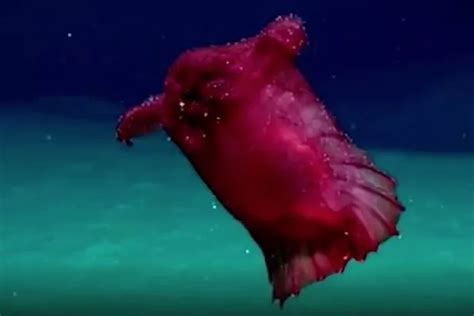 Rare sighting of bizarre 'headless chicken sea monster' - Big World News