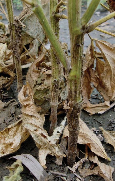 Root rot races revealed - Manitoba Co-operator