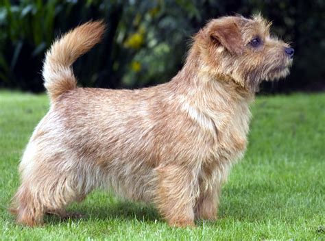 Norfolk Terrier - Puppies, Rescue, Pictures, Information, Temperament, Characteristics | Animals ...