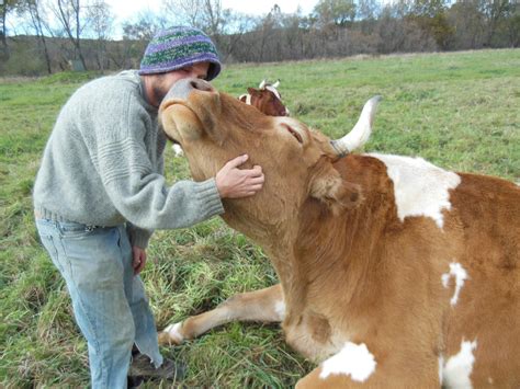 Despite Protest, College Plans To Slaughter, Serve Farm's Beloved Oxen ...