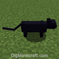 How to Summon a Black Cat in Minecraft