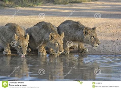 Three Lions Drinking from a Pool of Water, Eyes Lit Up by Sunlight and ...