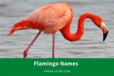 816 Fantastic Flamingo Names for the Graceful Bird - Animal Hype