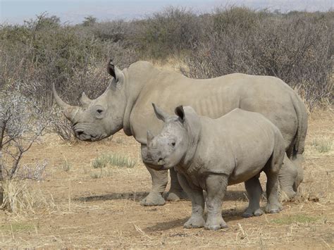 ไฟล์:White rhino 2008 08.jpg - วิกิพีเดีย