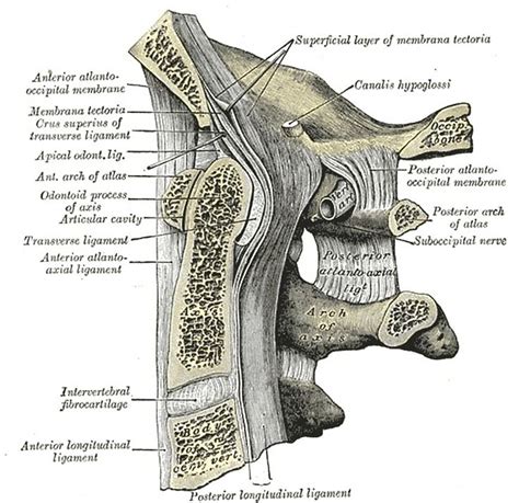 Median atlanto-occipital and atlantoaxial joints (Gray's illustration) | Radiology Case ...