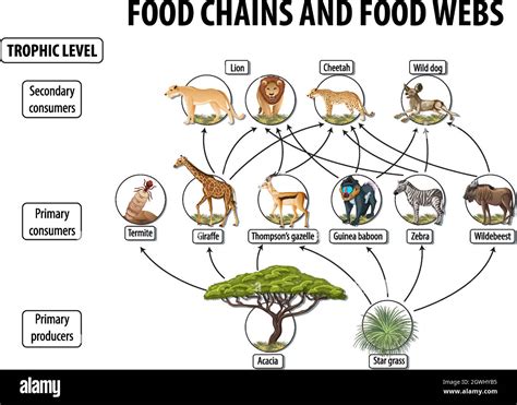 Deciduous Forest Secondary Consumers