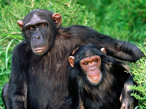 Chimpanzee | Wildlife Info and Photos-Images | The Wildlife