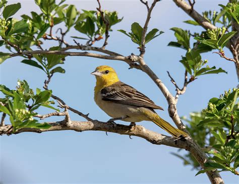 Female Bullock's Oriole Photograph by John Bartelt | Fine Art America