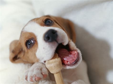 Puppy Playing - Wallpaper, High Definition, High Quality, Widescreen