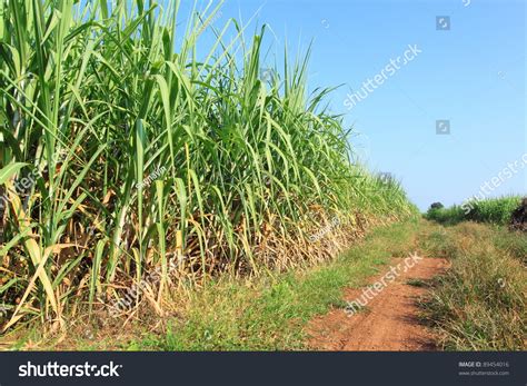 5,169 Brazil sugar cane Images, Stock Photos & Vectors | Shutterstock