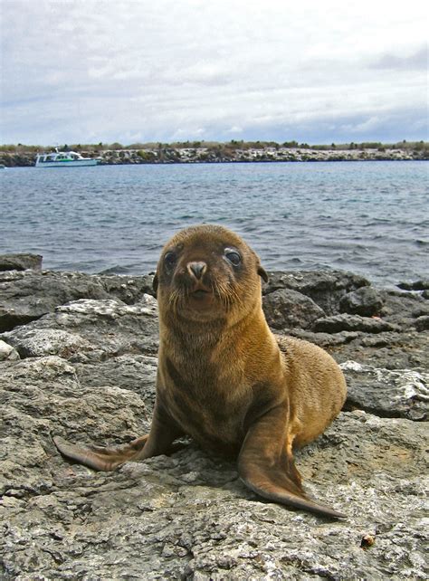 sea lion pup | Curious pup at South Plaza Island. | ScottS101 | Flickr