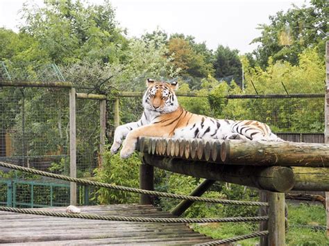 Afternoon tea with the big cats at Paradise Wildlife Park | Hannatalks