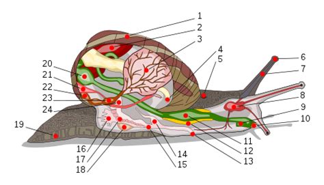 Freshwater Snail Anatomy