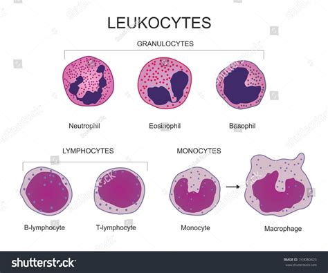 Granulocytes Types